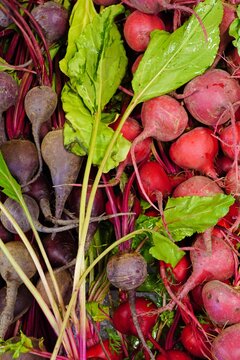 Bunches Of Fresh Red And Chioggia Beets