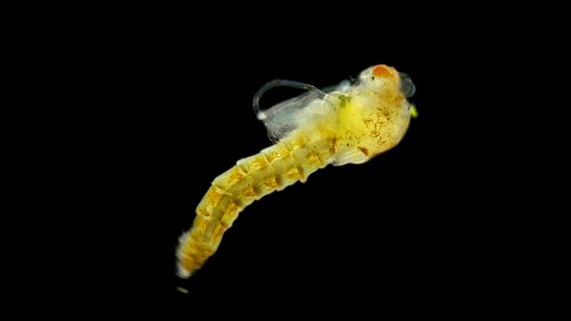 Pupa (larva) of a mosquito under a microscope, order Diptera, an adult mosquito will appear in a few days. Internal organs are visible.