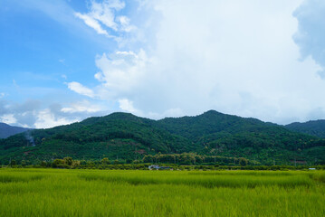 Fototapeta premium Landscape view of green grass with blue sky and clouds background.