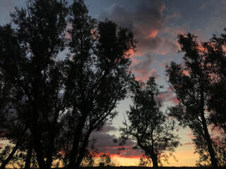 sunset in the forest