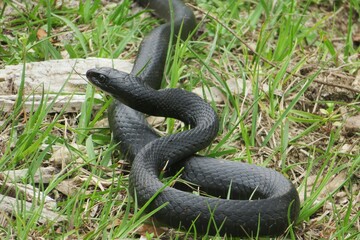 Indigo snake on grass in Florida wild, closeup
