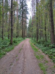 path in the woods