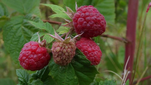 a light wind sways the branches of raspberries with ripe berries