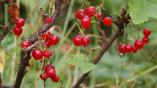 ripe redcurrant berries on a branch swaying in the wind in the garden after the rain
