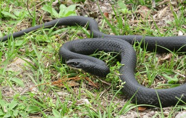 Indigo snake on grass in Florida wild, closeup