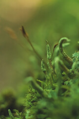 close up of grass