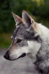 Czechoslovak Wolfdog portrait