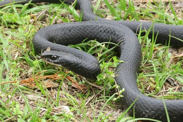 Black indigo snake on the grass in Florida wild, closeup