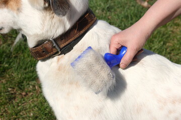 The care of the dog's coat with a brush.