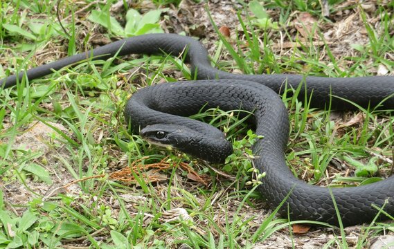 Indigo Snake In The Grass