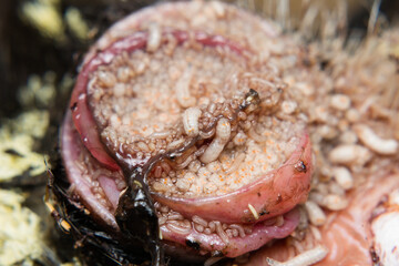 close-up photo of a kitten with maggots/myasis infestation