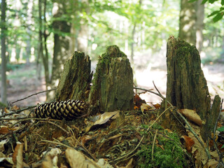 Fototapeta na wymiar Momentaufnahme im Wald mit Kiefernzapfen