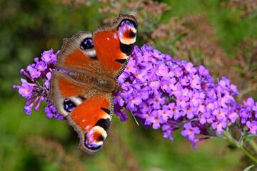 Tagpfauenauge (Aglais io) - European peacock