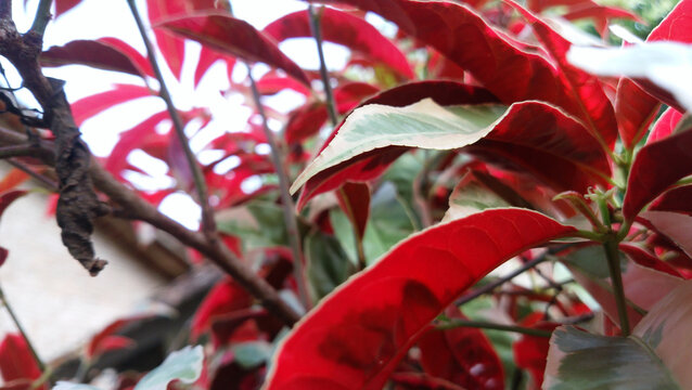 Closeup shot of Chinese croton variegated plants in a garden