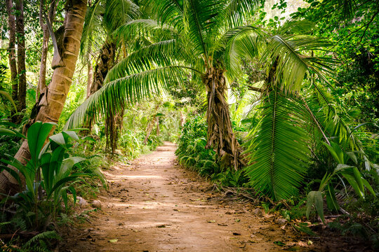 Fototapeta Ground rural road in the middle of tropical jungle