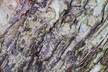 Background details of the bark of trees