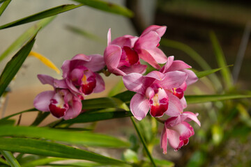 Fototapeta premium Orquideas!