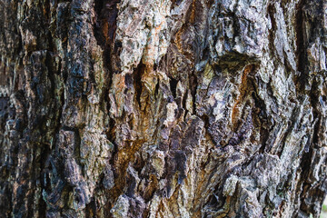 Background details of the bark of trees