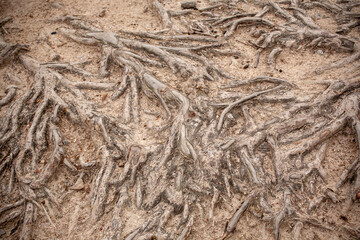 Tree roots close up
