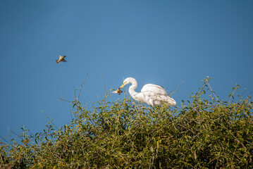 white egret eating