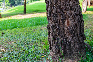 Obraz premium Background details of the bark of trees
