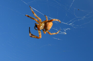 spider on the web
