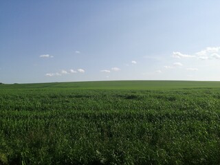 Obraz premium Поле