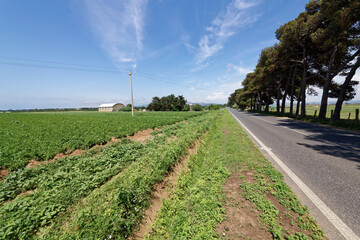 Italien - Toskana - San Vincenzo - Umland