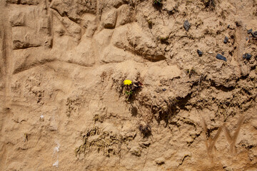 Desert wildflowers dry land