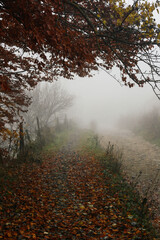 misty morning in the autumn forest road