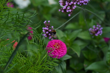 bumblebee on flower