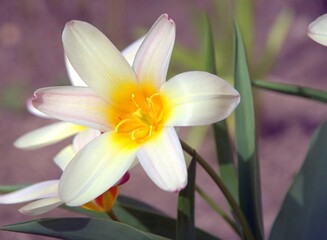 The earliest white tulip in the garden.