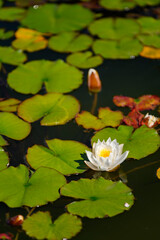 White water lily flower among green leaves.