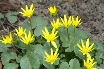 Ficaria verna. The earliest spring flower. Population of yellow flowers.