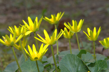Ficaria verna. The earliest spring flower. Population of yellow flowers.
