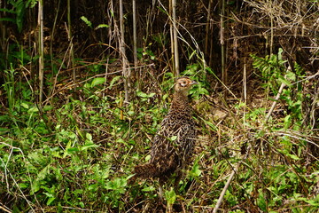 草むらを歩くメスのキジ