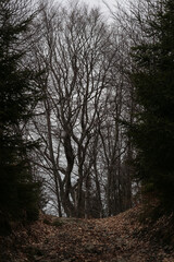 dark mystery forest in the morning