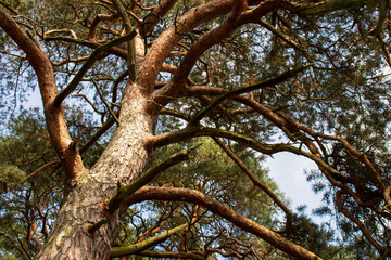 Trees in the park near the river. As well as big sosons and there is a river nearby.