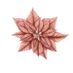lovely pink christmas poinsettia flower holiday paper decoration element