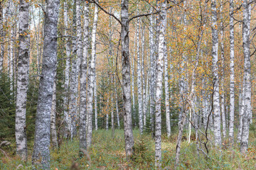 Birch trees in autumn, with yellow leaves. Forest background