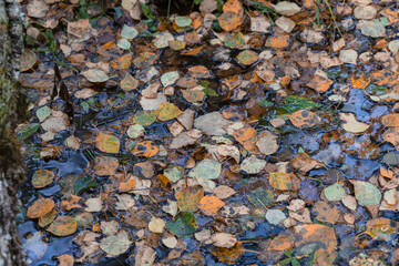 Old, withered fern, forest background