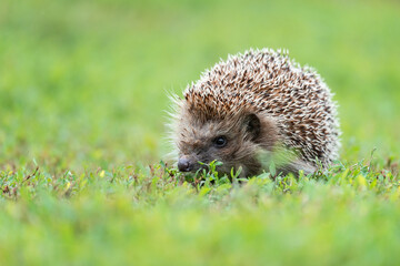 hedgehog on the grass..