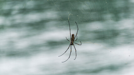 Spider found in Sun Moon Lake Area