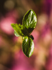 Closeup of green leaves