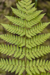Green fern leaf, close-up, top view. Forest background