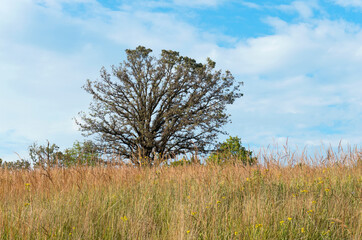 bur oak tree or quercus macrocarpa and tall grass prairie