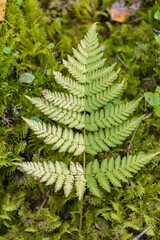 Green fern leaf, close-up, top view. Forest background