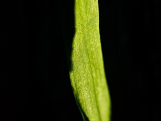 Green grass on black background