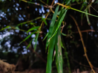 A small dew drop on a winter morning hangs on the end of a new bamboo leaf.
