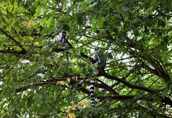 Lémuriens dans la forêt